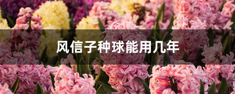 风信子种球能用几年（风信子怎样留种球）