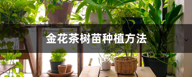 金花茶树苗种植方法（金花茶为什么养不活）