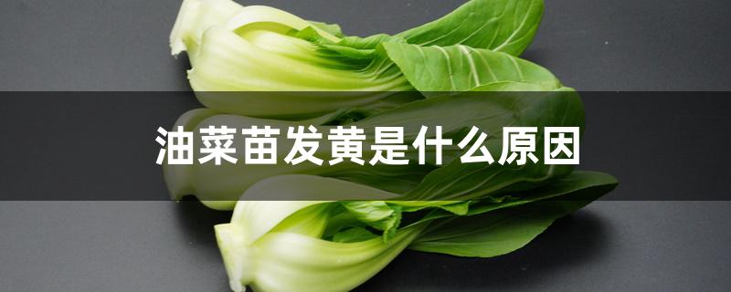 油菜苗发黄是什么原因（菜苗发黄是怎么补救）