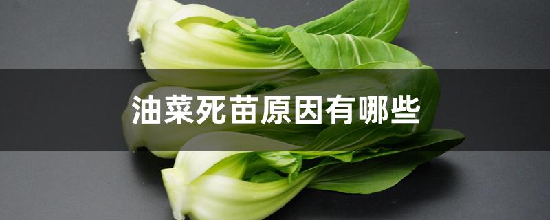 油菜死苗原因有哪些（油菜苗枯萎缩是什么原因）