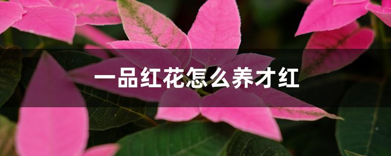 一品红花怎么养才红（一品红第二年还会红吗）