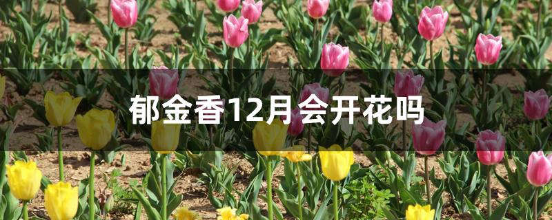 郁金香12月会开花吗（百合花几月种最好）