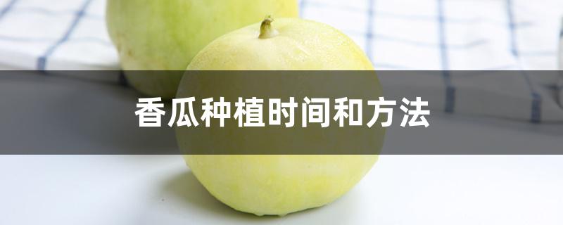 香瓜种植时间和方法（新手如何种香瓜）