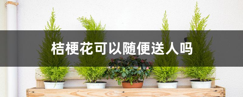 桔梗花可以随便送人吗