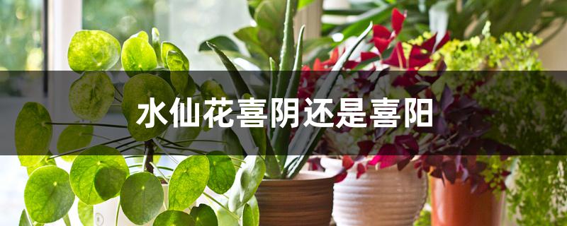 水仙花喜阴还是喜阳