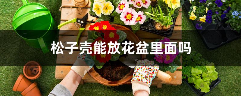 松子壳能放花盆里面吗