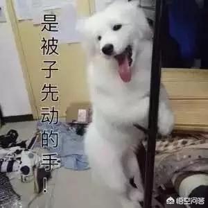 养萨摩耶是什么样的体验？