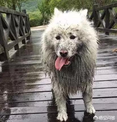 养萨摩耶是什么样的体验？