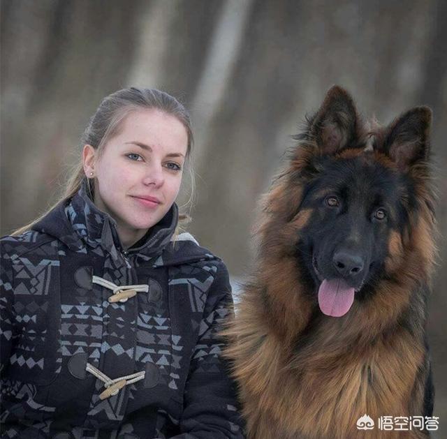 世界上有哪些护卫犬？