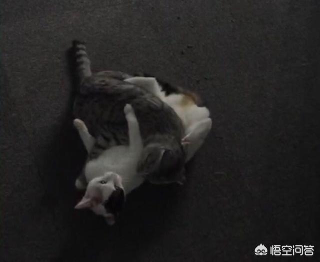 该不该给家养的猫咪结扎呢？