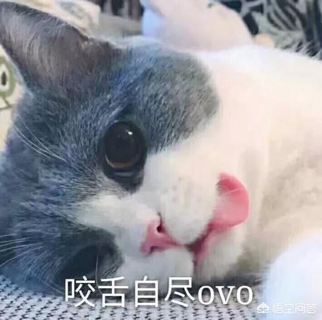 猫咪知道谁是主人吗？