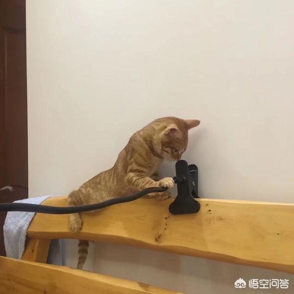 我们国内的土猫，可以当成宠物猫养吗？