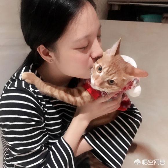 我们国内的土猫，可以当成宠物猫养吗？