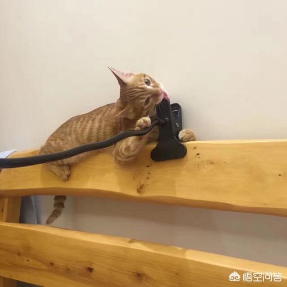 我们国内的土猫，可以当成宠物猫养吗？