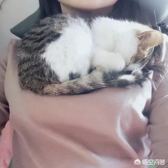 猫咪知道谁是主人吗？