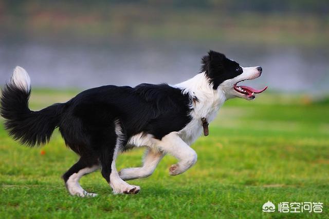 1000元以下的中型犬，有哪些推荐养的？