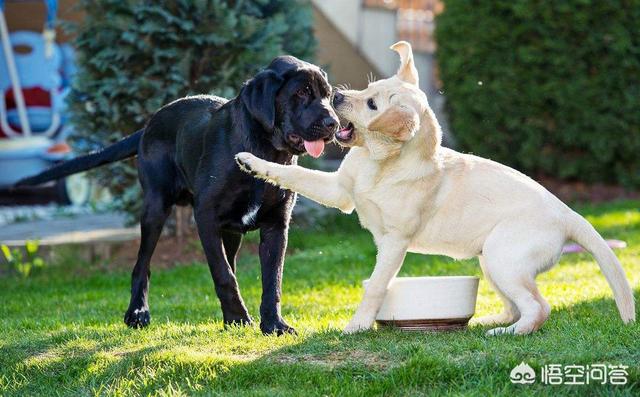 1000元以下的中型犬，有哪些推荐养的？