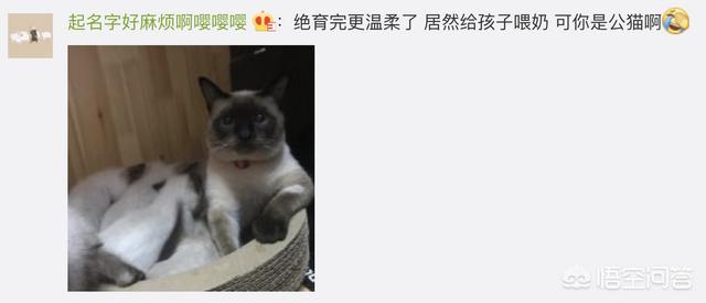 猫咪绝育之后有什么变化吗？