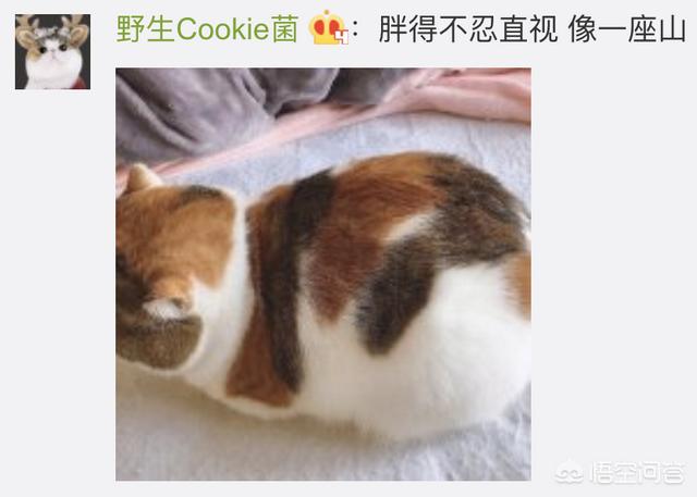 猫咪绝育之后有什么变化吗？