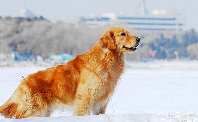 1000元以下的中型犬，有哪些推荐养的？