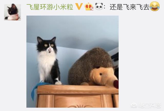 猫咪绝育之后有什么变化吗？