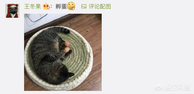 猫咪绝育之后有什么变化吗？