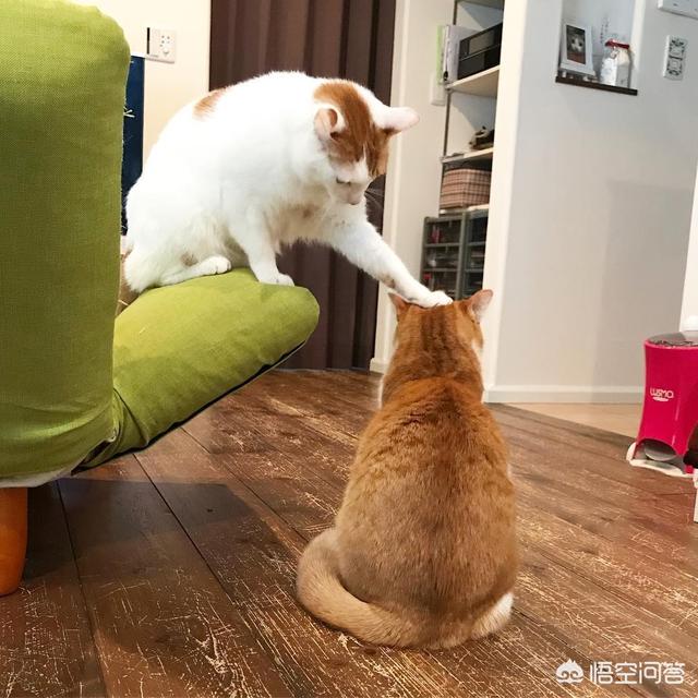 怎么同时养一只母猫和它生的小公猫？