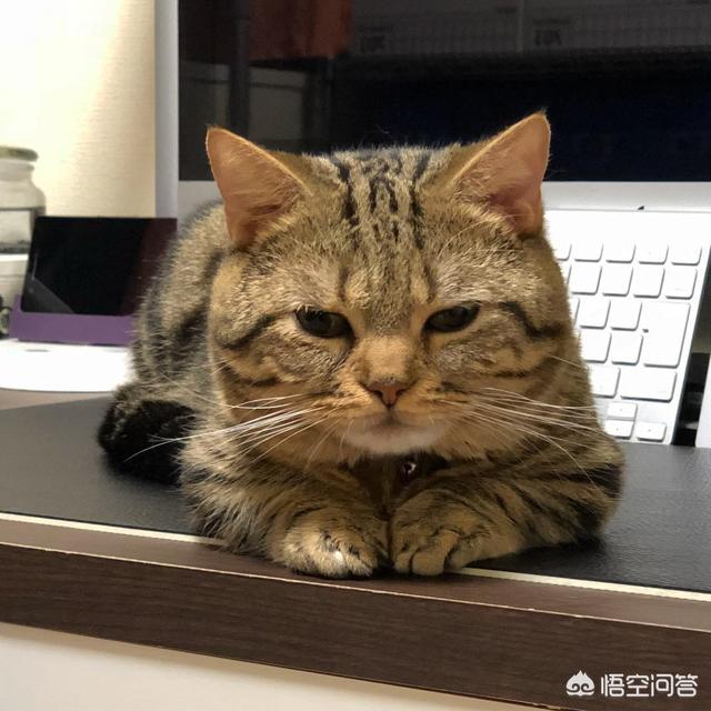 喜欢猫的人都是什么性格？