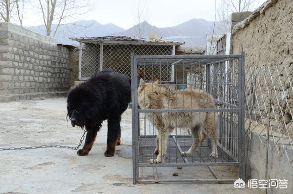 有人说“一獒战三狼”，一只藏獒真的能打的过三条狼吗？