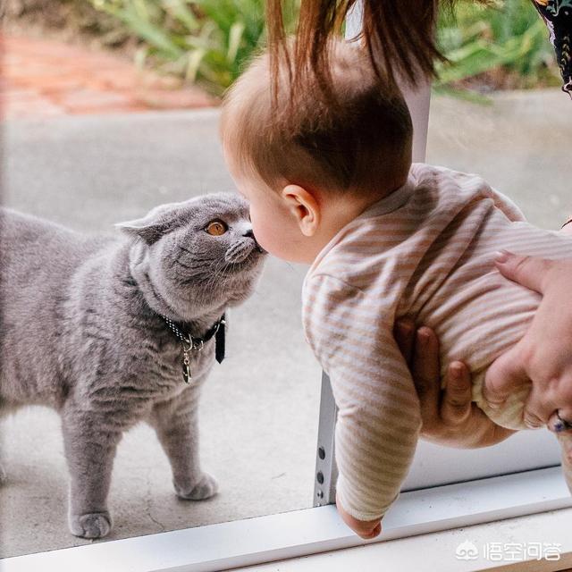 猫咪是怎么分辨出主人的？