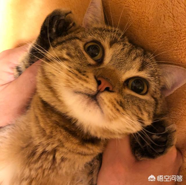 猫咪是怎么分辨出主人的？