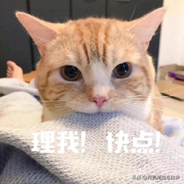 猫多大是成年猫？