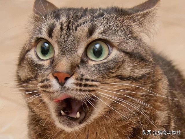 夜里叫的猫是公猫还是母猫？为什么惨叫？