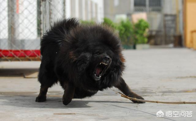 中国的藏獒能打赢日本的土佐犬吗？