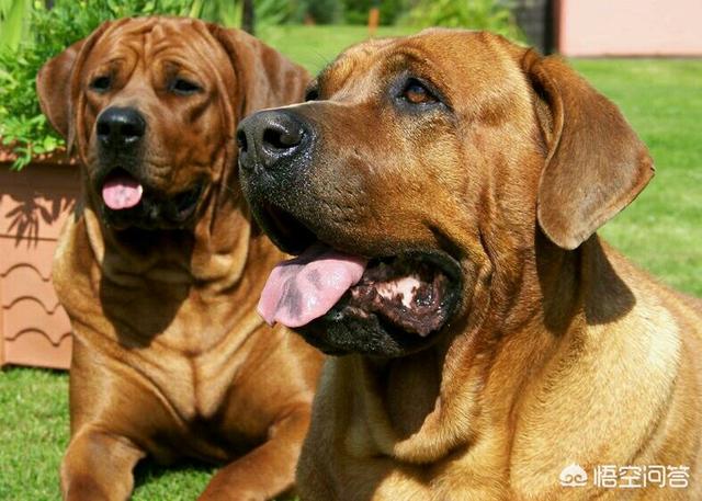 中国的藏獒能打赢日本的土佐犬吗？