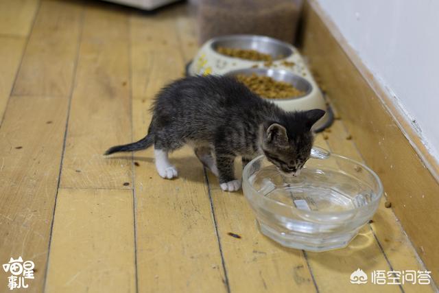 怎样可以让猫咪多喝水？