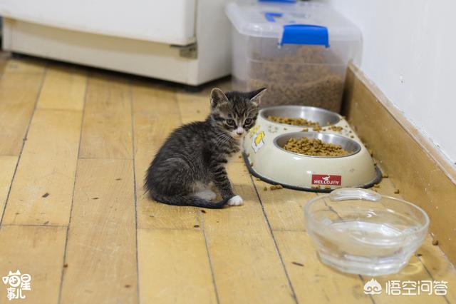 怎样可以让猫咪多喝水？