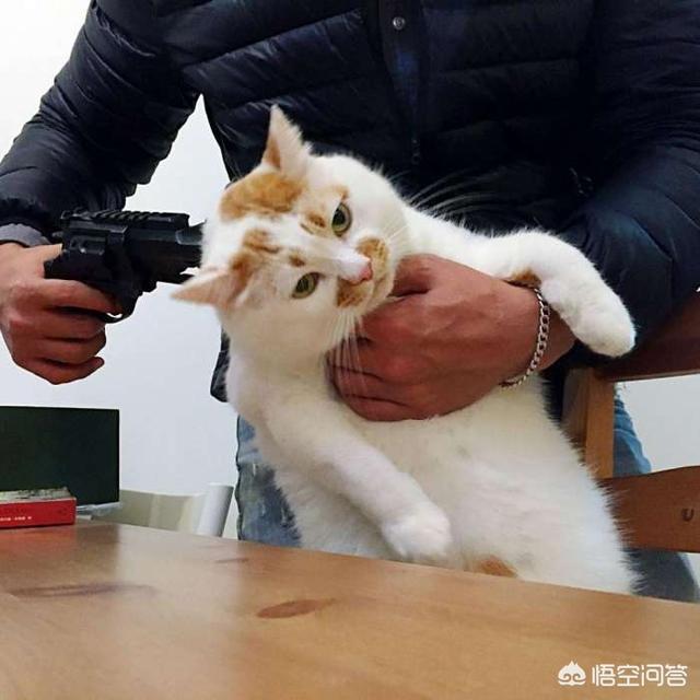 猫咪有多记仇？