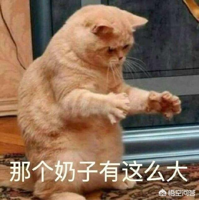 猫咪有多记仇？