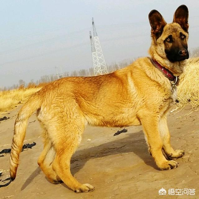 公德牧配母马犬的崽有市场吗？