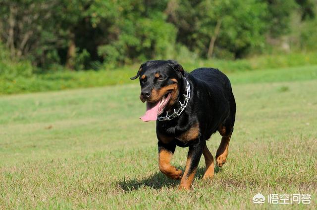 世界上有哪些护卫犬？