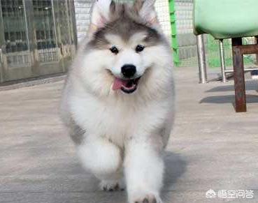 阿拉斯加幼犬大概什么价位？