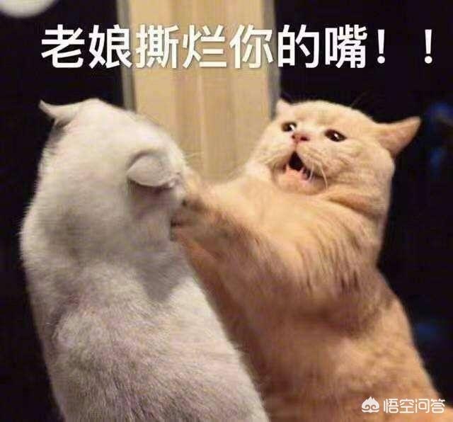 猫咪有多记仇？