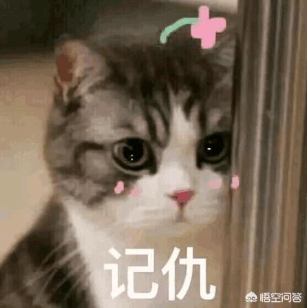 猫咪有多记仇？