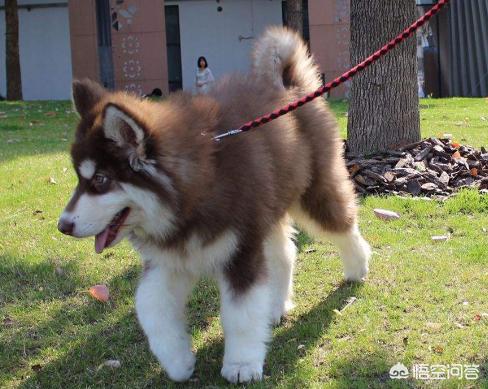 阿拉斯加幼犬大概什么价位？