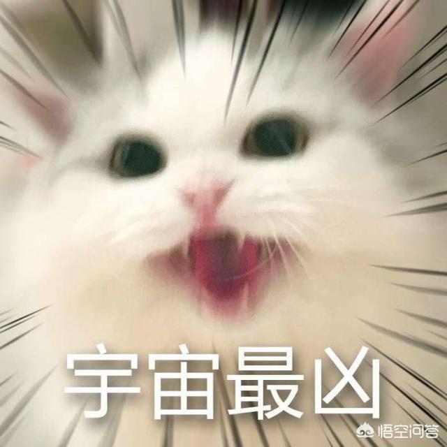 猫咪有多记仇？