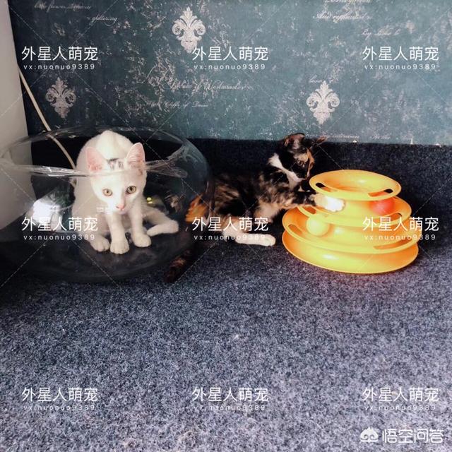 家猫是怎么看待流浪猫的？