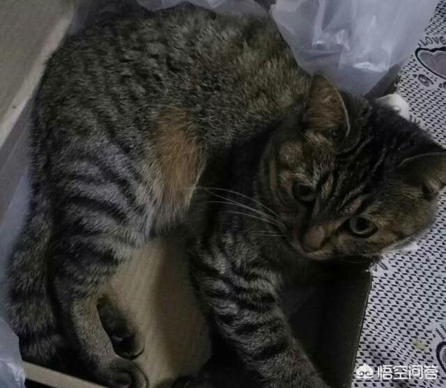 狸花猫有多么凶猛？