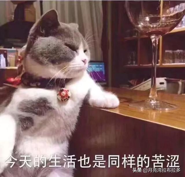 猫多大是成年猫？