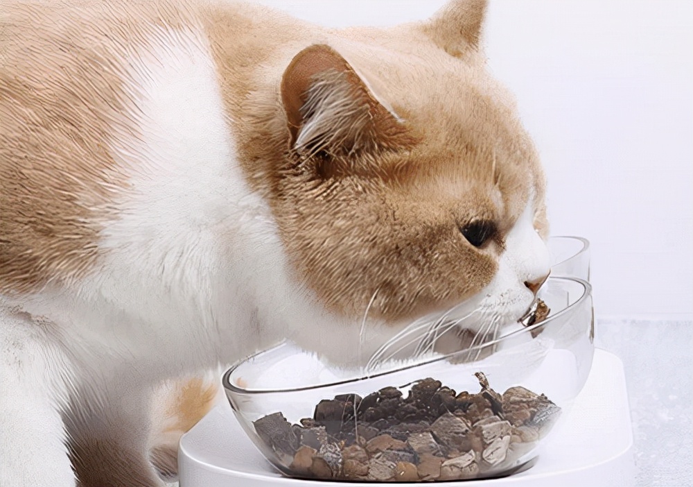 猫咪爱吃食物排行榜，你家猫最喜欢的食物是什么？